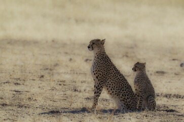 Cheetah (Acinonyx jubatus), female with cub, Kalahari Desert, Kgalagadi Transfrontier Park, South Africa, Africa