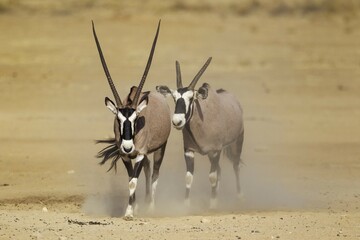 Gemsboks (Oryx gazella), male with crippled horns follows a female, Kalahari Desert, Kgalagadi...