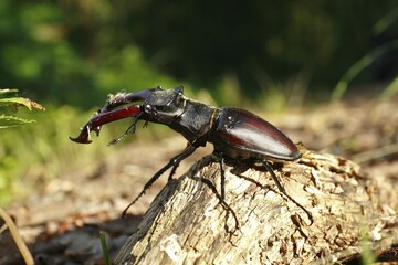 Stag beetle (Lucanus cervus) on wood, side view, Middle Elbe Biosphere Reserve, Saxony-Anhalt, Germany, Europe