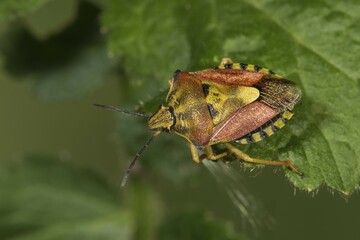 Purple fruit bug (Carpocoris purpureipennis) on a leaf, Baden-Württemberg, Germany, Europe