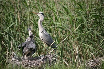 Grey Heron (Ardea cinerea) with young birds, nest on ground amongst the reeds