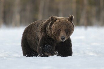 Brown Bear (Ursus arctos), male, walking in snow, Ruhtinansalmi region, Finland, Europe