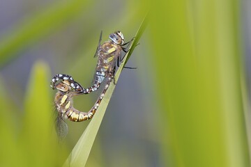 Migrant Hawker (Aeshna mixta), copulation wheel, Hesse, Germany, Europe