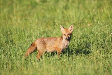 Red Fox (Vulpes vulpes) cub standing in the grass, Allgäu, Bavaria, Germany, Europe