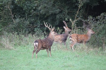 Sika Deer (Cervus nippon), Hungary, Europe