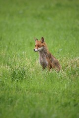 Red fox (Vulpes vulpes), Allgaeu, Bavaria, Germany, Europe