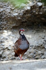 Red-legged Partridge (Alectoris rufa), Alpine Zoo Innsbruck, Tyrol, Austria, Europe