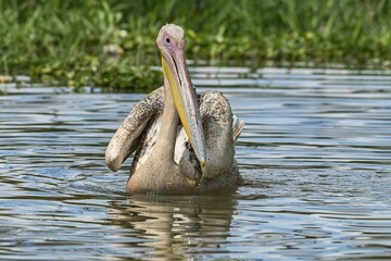 Great white pelican (Pelecanus onocrotalus) juvenil, Lake Naivasha National Park, Kenya, Africa