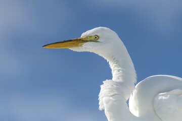Great Egret (Casmerodius albus, Egretta alba), Everglades National Park, Anhinga Trail, Florida, USA, North America