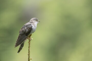 Cuckoo (Cuculus canorus), perched on a tree top, Stubai Valley, Tyrol, Austria, Europe