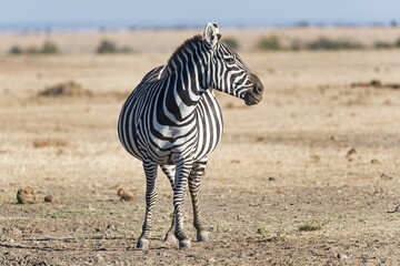 Plains zebra (Equus quagga), pregnant mare, Ol Pejeta Reserve, Kenya, East Africa, Africa