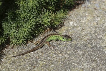 Sand Lizard (Lacerta agilis), male, Burgenland, Austria, Europe