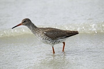 Common Redshank (Tringa totanus), Burgenland, Austria, Europe