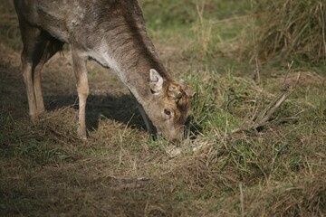 Fallow Deer (Dama dama), sawed off antlers