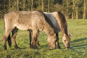 Tarpans (Equus ferus ferus), backcrossing, Wacholderhain Haselünne, Emsland, Lower Saxony,...
