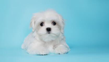 Portrait of a cute Maltese breed puppy. A small dog on a bright fashionable blue background.