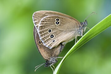 Ringlets (Aphantopus hyperantus), copulation, Hesse, Germany, Europe