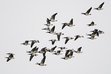 Barnacle geese (Branta leucopsis), flock of birds in flight, East Frisia, Lower Saxony, Germany, Europe