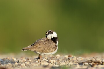 Little ringed plover (Charadrius dubius), plumage care, Middle Elbe Biosphere Reserve, Dessau-Roßlau, Saxony-Anhalt, Germany, Europe