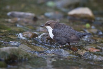 White-breasted dipper (Cinclus cinclus) standing in creek, Hesse, Germany, Europe
