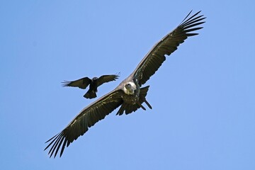 Griffon vulture (Gyps fulvus) is attacked in flight by Carrion crow (Corvus corone corone), Germany, Europe