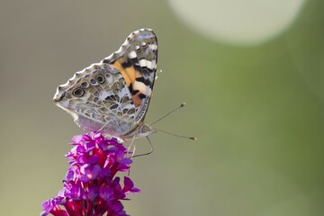 Painted lady (Vanessa cardui) on butterfly-bush (Buddleja davidii), Hesse, Germany, Europe