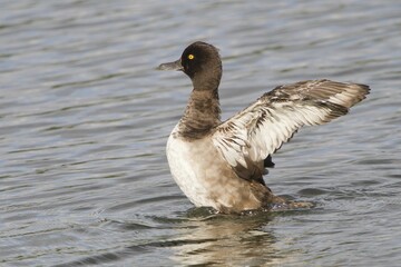 Tufted Duck (Aythya fuligula) flapping its wings in the water, Hesse, Germany, Europe