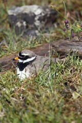 Ringed Plover (Charadrius hiaticula), Burgenland, Austria, Europe