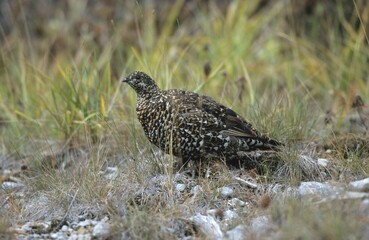 North American Spruce Grouse (Falcipennis canadensis), female, Jasper National Park, Alberta, Canada, North America