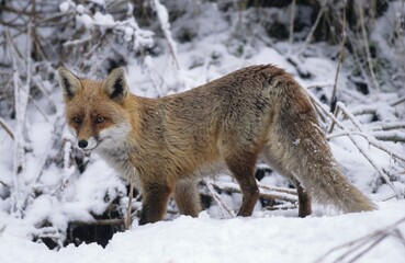 Red fox (Vulpes vulpes) in the snow, Allgaeu, Bavaria, Germany, Europe