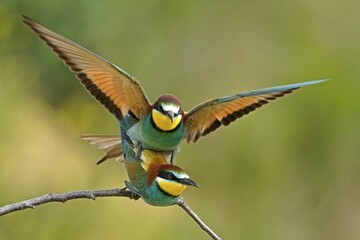 Two bee-eaters (Merops apiaster), animal pair, copulate on branch, Rhineland-Palatinate, Germany, Europe