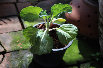 Homegrown leafy vegetable Small kale in a black plastic pot sits on a cracked brick floor that covered with green moss.