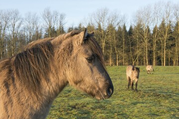Tarpans (Equus ferus ferus), backcrossing, Wacholderhain Haselünne, Emsland, Lower Saxony,...