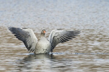 Greylag Goose (Anser anser) in the water, flapping its wings, Hesse, Germany, Europe