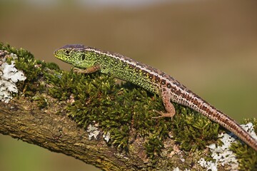 Sand Lizard (Lacerta agilis), male on mossy branch, Mecklenburg-Western Pomerania, Germany, Europe
