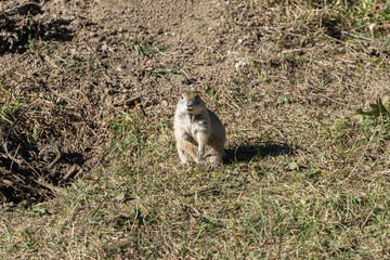 Kabardino-Balkaria. Chegem. Gopher stands on its hind legs. Gopher (Latin: Spermophilus) is genus of rodents of squirrel family (Sciuridae). There is green and dry grass around gopher. October 2024.