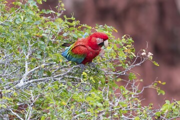 Green-winged Macaw or Red-and-green Macaw (Ara chloropterus), Buraco das Araras, Mato Grosso do Sul, Brazil, South America