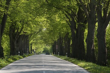 Largeleaf linden (Tilia platyphyllos) avenue, road near Ratzeburg, Schleswig-Holstein Germany