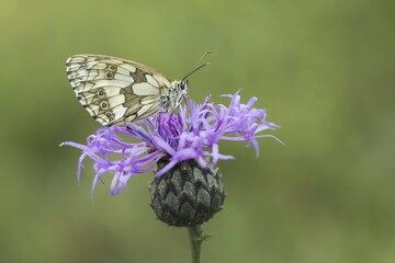 Marbled White (Melanargia galathea) on Brown Knapweed (Centaurea jacea), North Hesse, Hesse, Germany, Europe