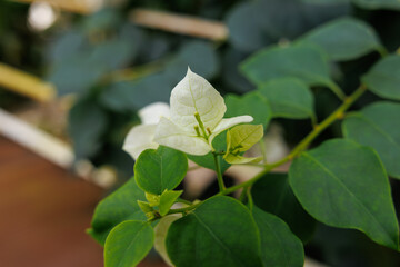 Close-up of white bougainvillea flowers in bloom