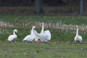 Whooper Swans (Cygnus cygnus), Emsland, Lower Saxony, Germany, Europe