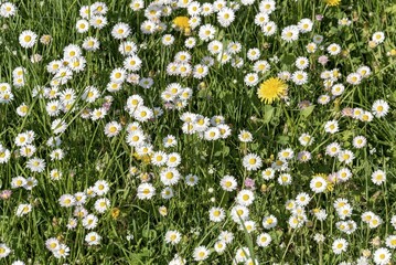 Common daisies (Bellis perennis) in a meadow, Upper Bavaria, Bavaria, Germany, Europe