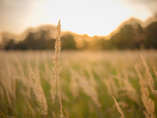 Young woman walking through picturesque European field in late summer. Golden sunlight, lush...