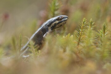 Common newt (Lissotriton vulgaris), in moss, Emsland, Lower Saxony, Germany, Europe