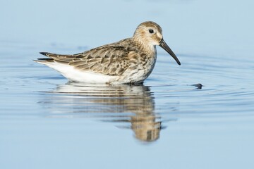 Dunlin (Calidris alpina) in water, reflection, Darß, Mecklenburg-Western Pomerania, Germany, Europe