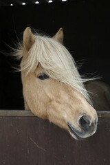 Iceland horse, isabell coloured mare looking curiously out of a horse box, breed Iceland Pony...