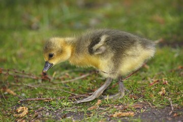 Greylag goose (Anser anser), Chick, Schleswig-Holstein, Germany, Europe
