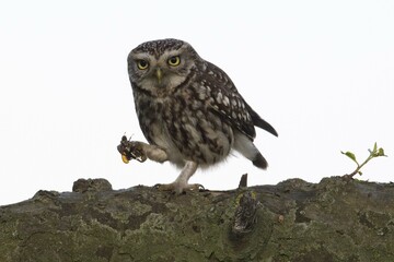 Little owl (Athene noctua) with captured cockchafer (Melolontha), Emsland, Lower Saxony, Germany, Europe