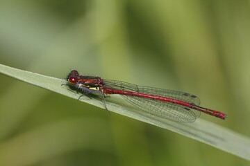 Large red damselfly (Pyrrhosoma nymphula) on blade, male, Schleswig-Holstein, Germany, Europe