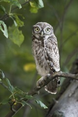 Little owl (Athene noctua) sitting on branch in tree, Emsland, Lower Saxony, Germany, Europe